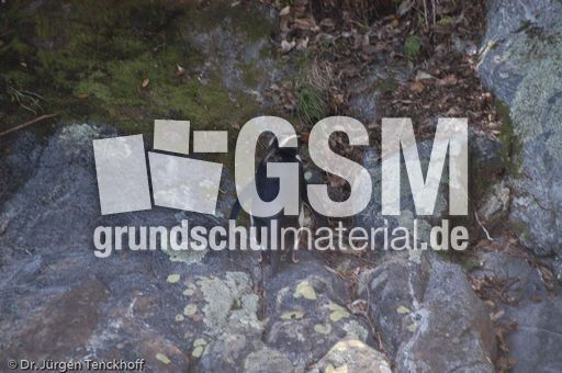 Dickschnabelpinguin (44 von 45).jpg